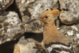Image. Eurasian Hoopoe