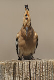 Image. Eurasian Hoopoe