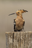 Image. Eurasian Hoopoe