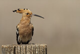 Image. Eurasian Hoopoe