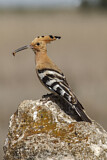 Image. Eurasian Hoopoe