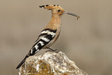 Image. Eurasian Hoopoe