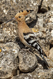 Image. Eurasian Hoopoe