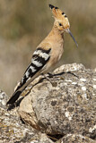Image. Eurasian Hoopoe
