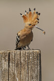Image. Eurasian Hoopoe
