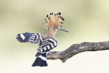 Image. Eurasian Hoopoe