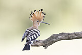 Image. Eurasian Hoopoe