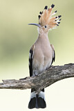 Image. Eurasian Hoopoe