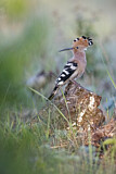 Image. Eurasian Hoopoe