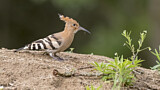 Image. Eurasian Hoopoe