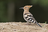 Image. Eurasian Hoopoe