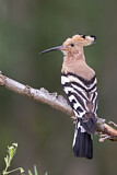 Image. Eurasian Hoopoe
