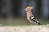 Image. Eurasian Hoopoe