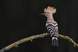 Image. Eurasian Hoopoe