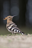 Image. Eurasian Hoopoe