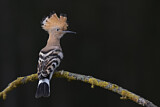 Image. Eurasian Hoopoe