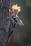 Image. Eurasian Hoopoe