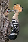 Image. Eurasian Hoopoe