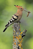 Image. Eurasian Hoopoe