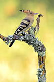 Image. Eurasian Hoopoe