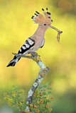 Image. Eurasian Hoopoe