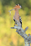 Image. Eurasian Hoopoe