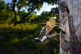 Image. Eurasian Hoopoe