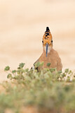 Image. Eurasian Hoopoe