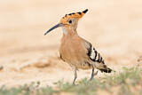 Image. Eurasian Hoopoe
