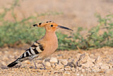 Image. Eurasian Hoopoe