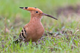 Image. Eurasian Hoopoe
