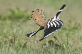 Image. Eurasian Hoopoe