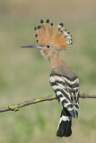 Image. Eurasian Hoopoe