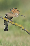 Image. Eurasian Hoopoe