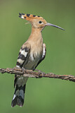 Image. Eurasian Hoopoe