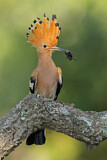 Image. Eurasian Hoopoe