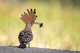 Image. Eurasian Hoopoe