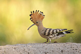 Image. Eurasian Hoopoe