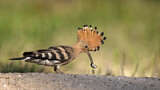 Image. Eurasian Hoopoe