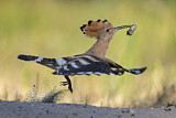 Image. Eurasian Hoopoe