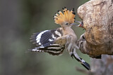 Image. Eurasian Hoopoe