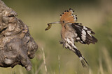 Image. Eurasian Hoopoe