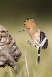 Image. Eurasian Hoopoe