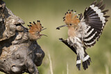 Image. Eurasian Hoopoe