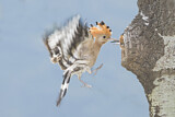Image. Eurasian Hoopoe