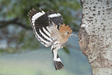 Image. Eurasian Hoopoe