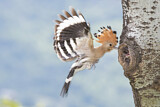 Image. Eurasian Hoopoe