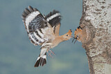 Image. Eurasian Hoopoe