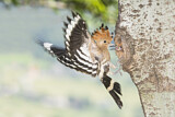Image. Eurasian Hoopoe