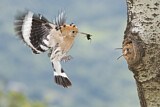 Image. Eurasian Hoopoe